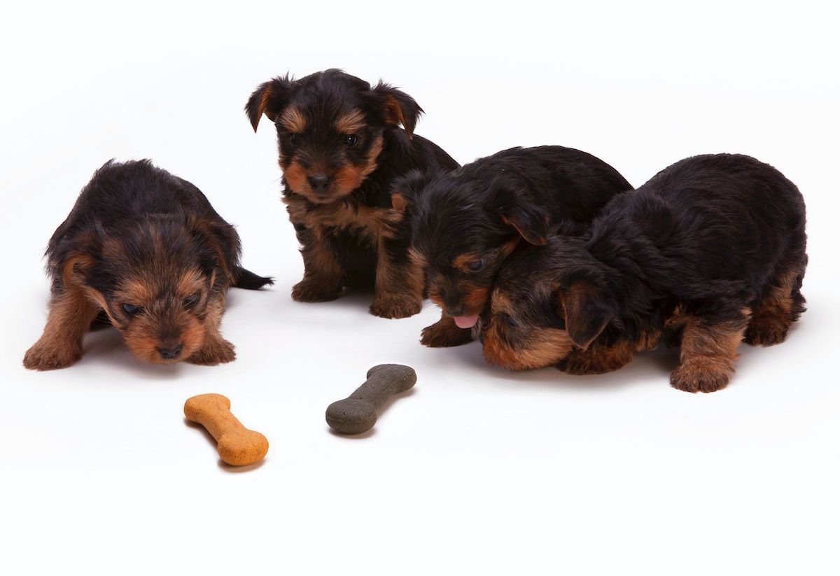 puppies feeding together