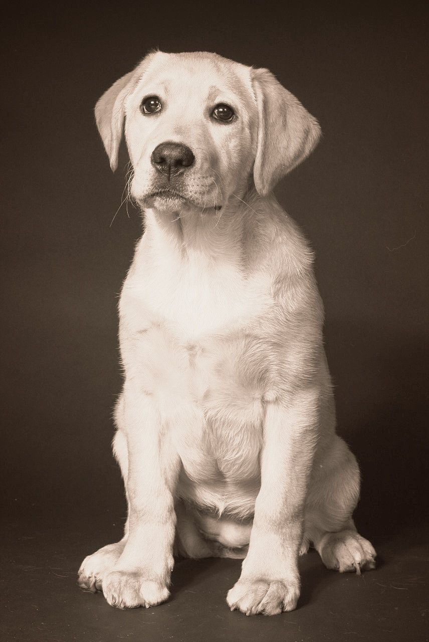 Labrador dog looking at you